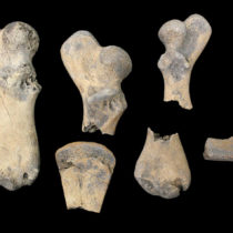 Ancient bone protein reveals which turtles were on the menu in Florida, Caribbean