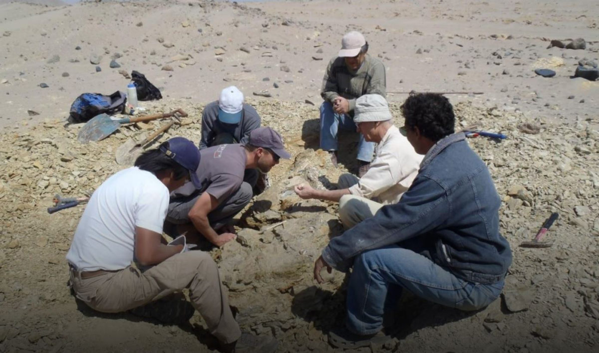 Another view of the excavation of the skeleton of Peregocetus. Mario Urbina, the discoverer of the locality and whale is on the right. Credit : G. Bianucci