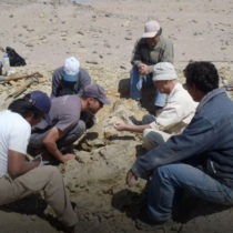 Early dispersal for quadrupedal cetaceans