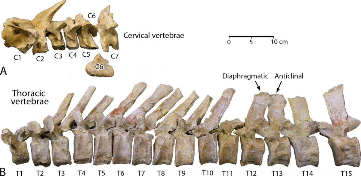 These are cervical and thoracic vertebrae of Aegicetus gehennae type specimen (CGM 60584). Credit:
Gingerich et al., 2019