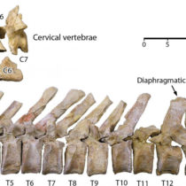 A new early whale and the evolution of modern whale locomotion