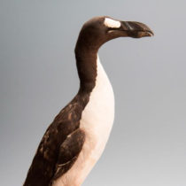 Did human hunting activities alone drive great auks’ extinction?