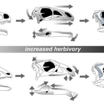 Dull teeth, long skulls, specialized bites