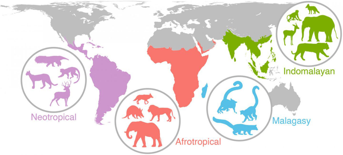 Researchers have discovered that events from 20,000 years ago or more are still impacting the diversity and distribution of mammal species worldwide. It took almost five years to create and analyze the study's data, which includes information about the diets, body sizes and variety of species in 515 mammal communities from Africa, Asia, Madagascar and the Americas. Credit: Figure courtesy of John Rowan/UMass Amherst