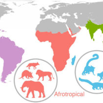 Ancient events are still impacting mammals worldwide