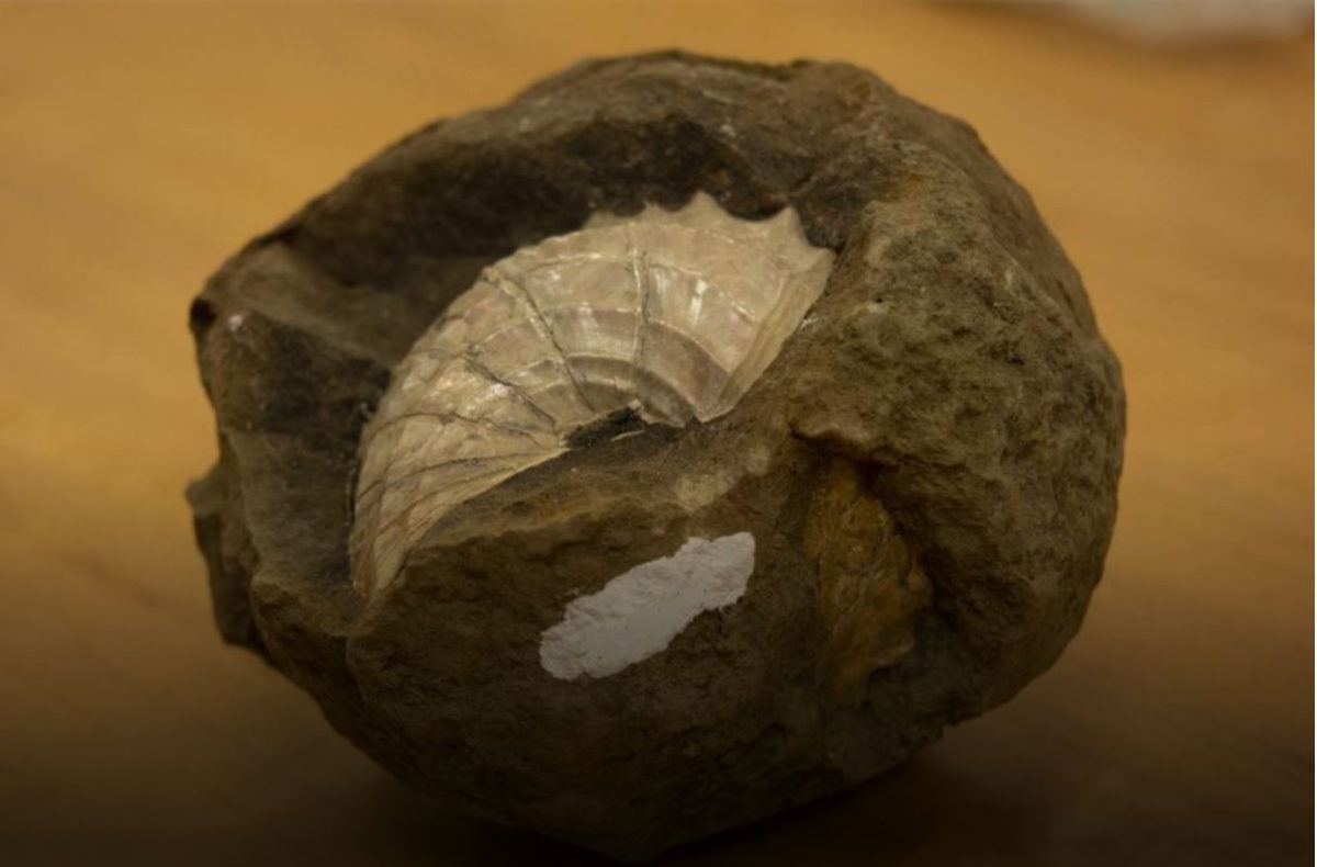 A fossilized snail shell, collected from the Lopez de Bertodano Formation, a well-preserved, fossil-rich area on the west side of Seymour Island in Antarctica, is prepared for analysis in the laboratory at Northwestern University. Credit: Northwestern University