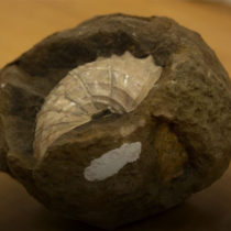 Earth was stressed before dinosaur extinction