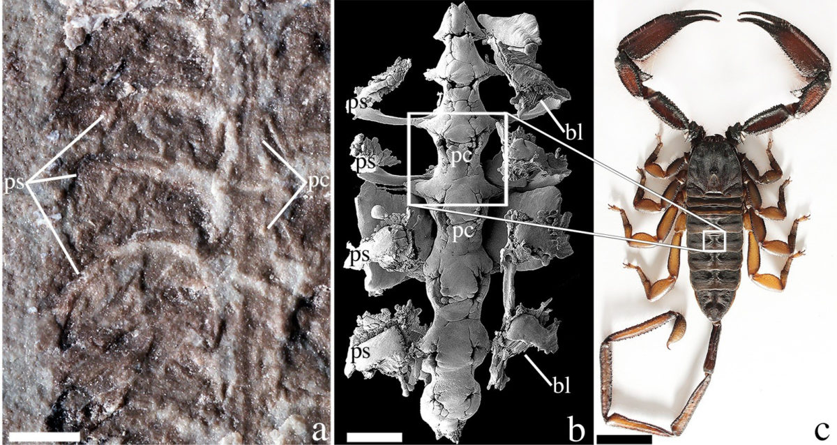 The fossil (left) was unearthed in Wisconsin in 1985. Scientists analyzed it and discovered the ancient animal's respiratory and circulatory organs (center) were near-identical to those of a modern-day scorpion (right). Images courtesy Andrew Wendruff