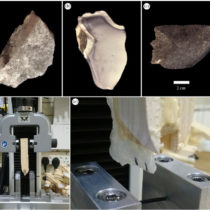 Early humans revealed to have engineered optimized stone tools at Olduvai Gorge