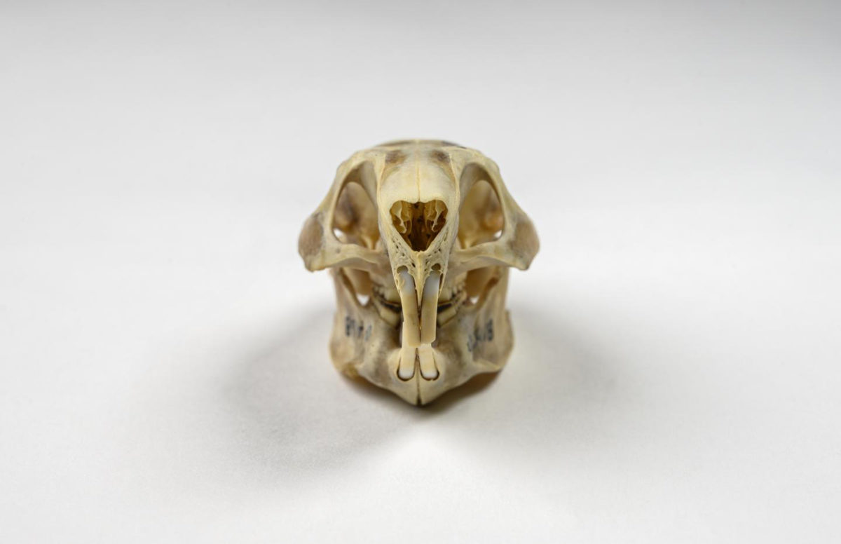 Geocapromys ingrahami, the Bahamian hutia, flourished on the islands for millennia, but today, only one population of remains. Ancient DNA reveals a human side to the hutia's story: Indigenous people moved hutias to new islands, exploiting them for food and shaping their diversity and distribution. Credit: Kristen Grace/Florida Museum