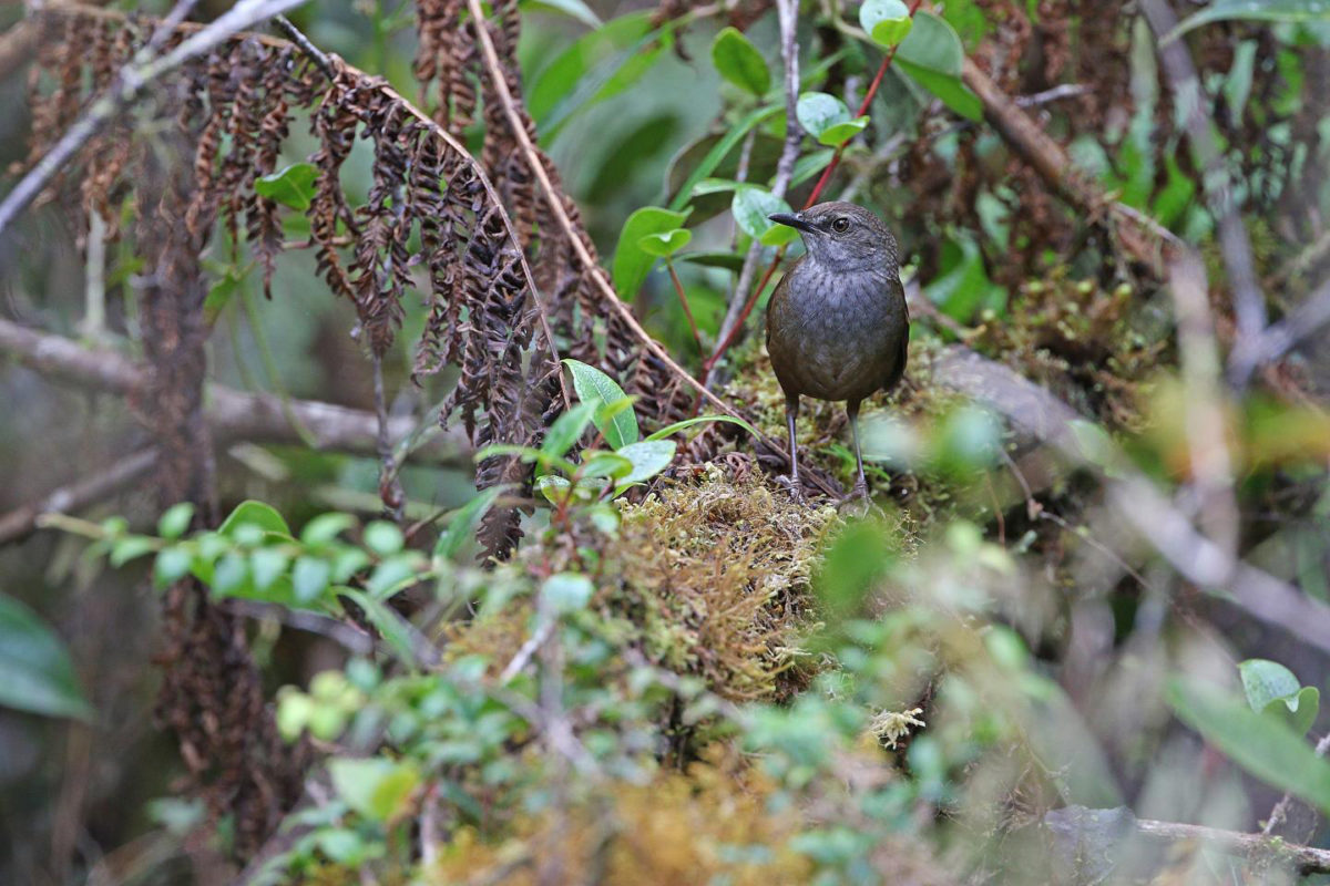 The Taliabu grasshopper-warbler is one of the new bird species discovered by the NUS-LIPI team led by Associate Professor Frank Rheindt, during their expedition in Indonesia's Wallacea region. Credit: James Eaton/Birdtour Asia
