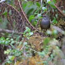Team discovered 10 new bird taxa in Wallacea