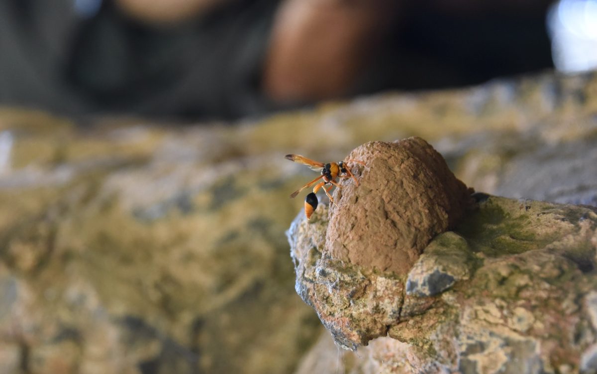 Wasp nests near the paintings have given scientists a major breakthrough on Kimberley rock art. Image: Damien Finch