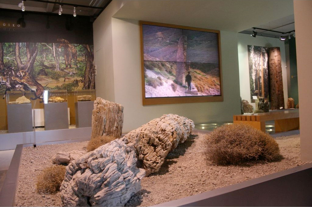 Natural History Museum of the Lesvos Petrified Forest. Hall of the Petrified Forest 