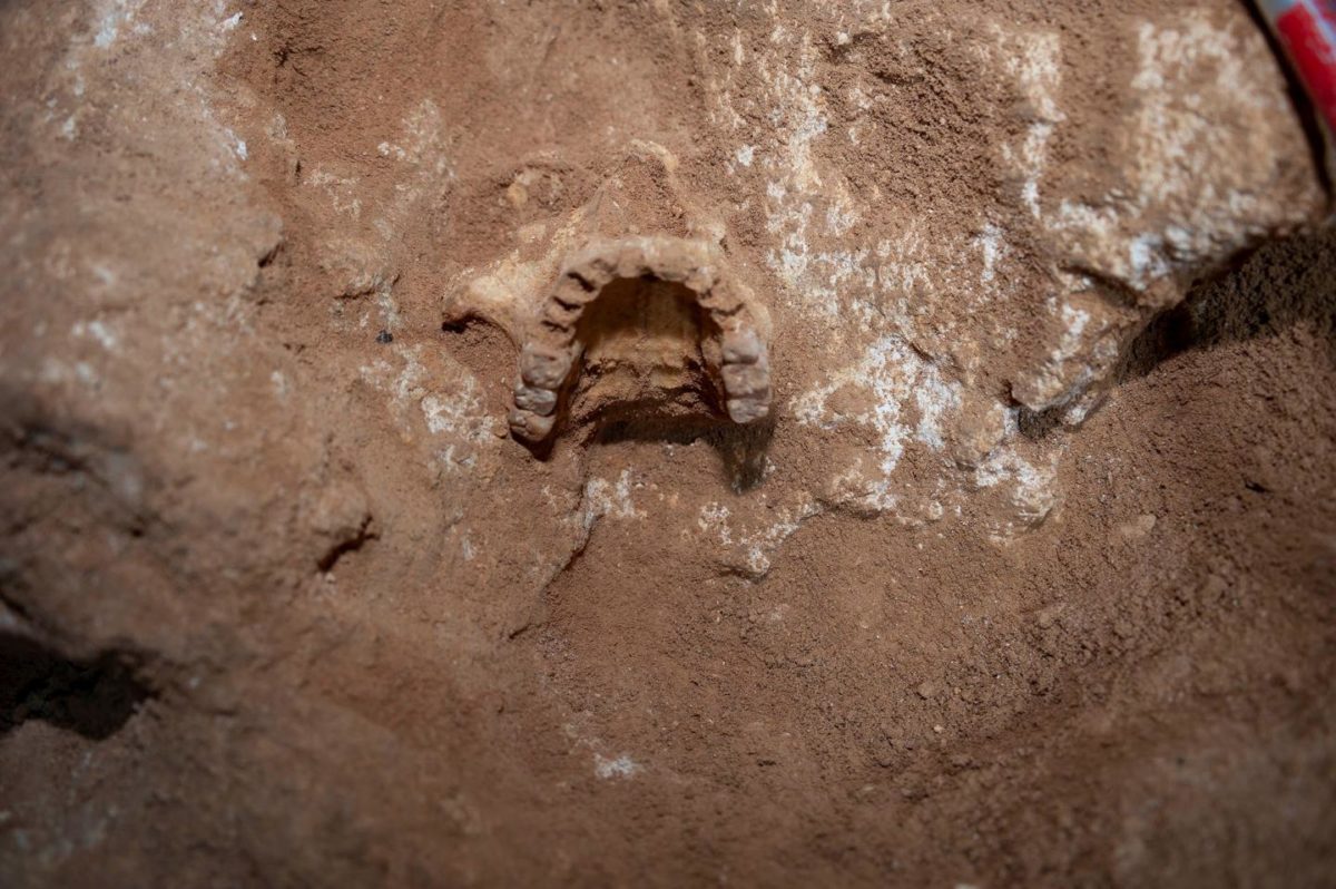Researchers found a large proportion of North African ancestry in one of the studied individuals who lived in Sardinia during the second half of the 3rd millennium BC. Credit: 
© David Caramelli