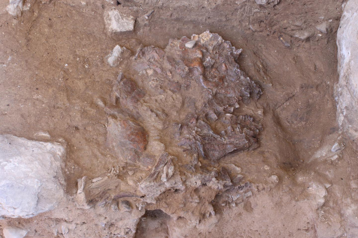 The Neanderthal skull, flattened by thousands of years of sediment and rock fall, in situ in Shanidar Cave, Iraqi Kurdistan. Credit: Graeme Barker