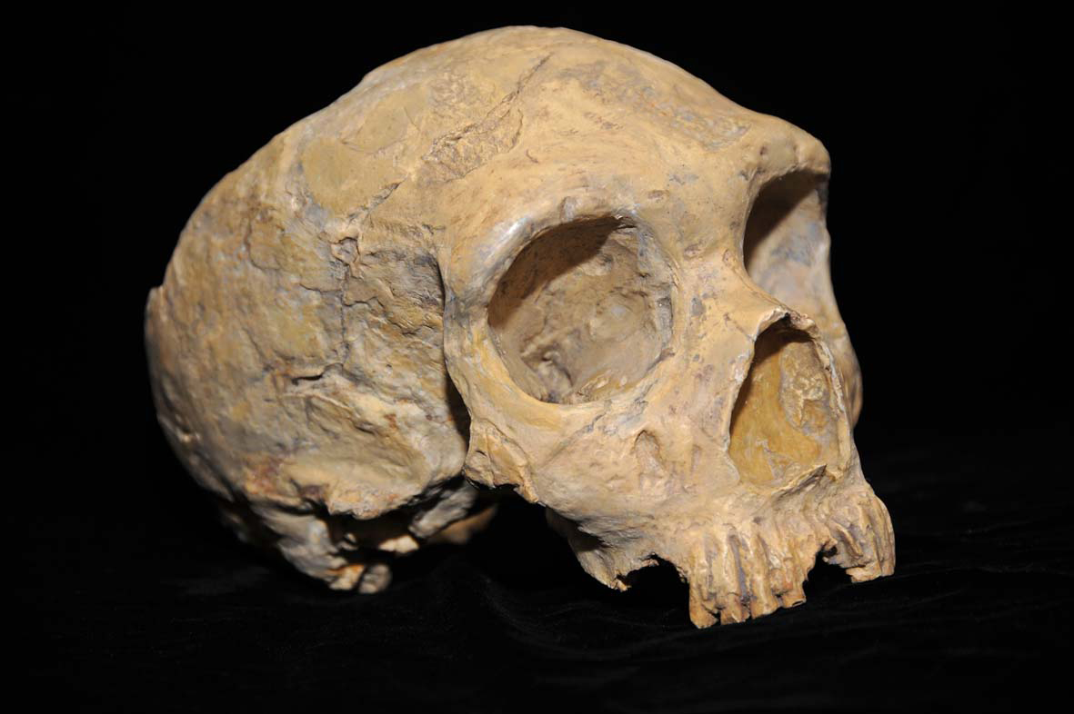 Neanderthal skull from Forbes Quarry. 