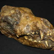 Canid fossil study consistent with dog domestication during ice age