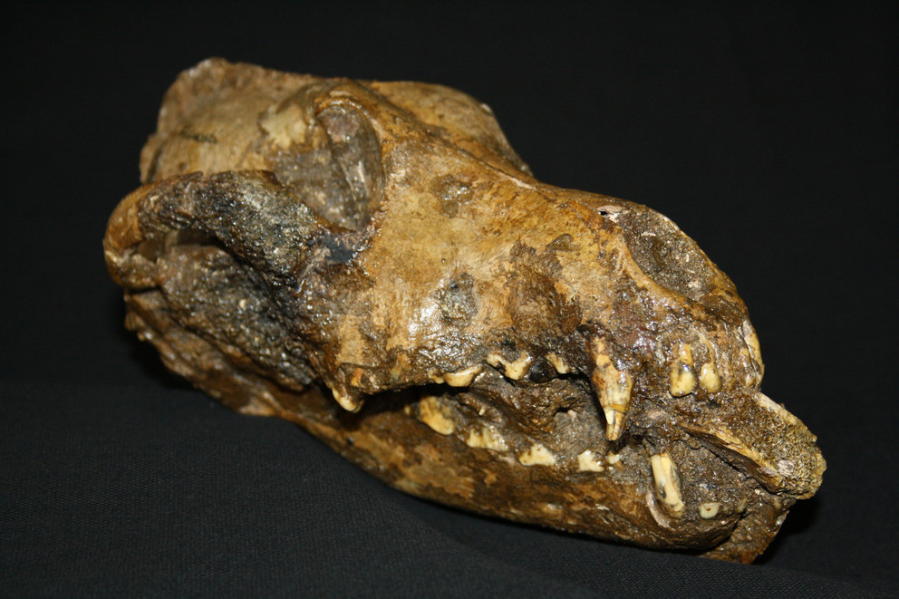 The fossil comes from the site of Predmosti, in the Czech republic. This object is one of three canid skulls from Predmosti that were identified as dogs based on analysis of their morphology. Image Credit : Peter Ungar
