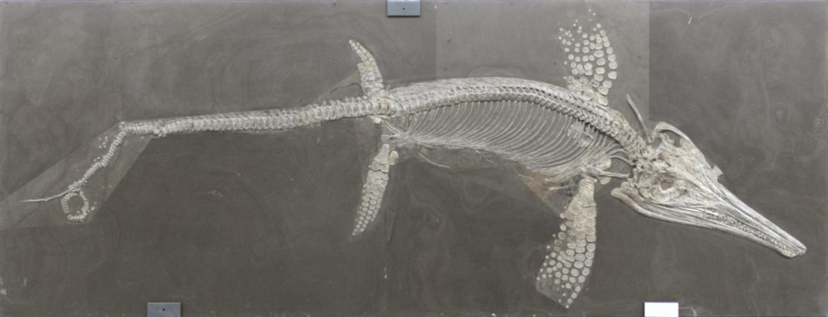 The huge ichthyosaur Temnodontosaurus from the Early Jurassic of Germany. This specimen is about 7 m long, but other ichthyosaurs grew up to 21 m. Credit: Ben Moon