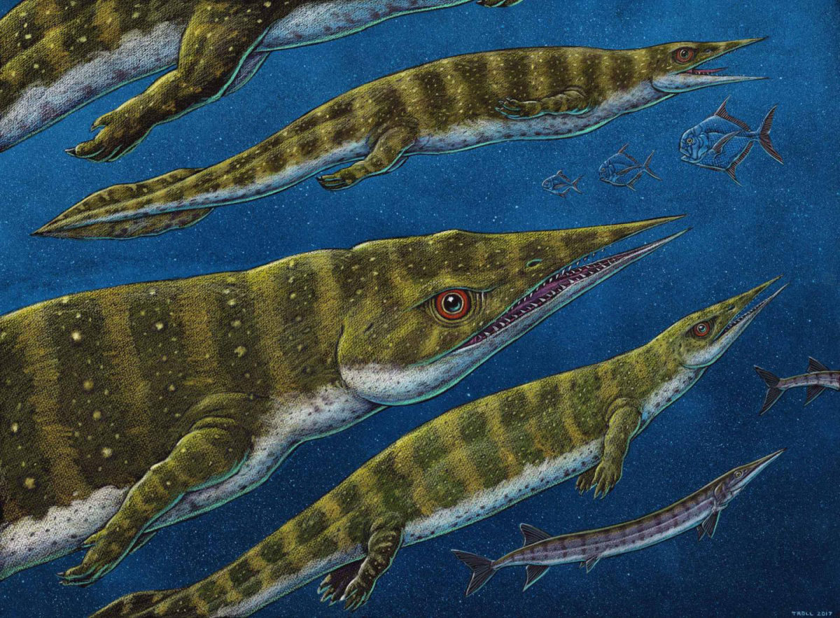 New thalattosaur species discovered in Southeast Alaska. 
