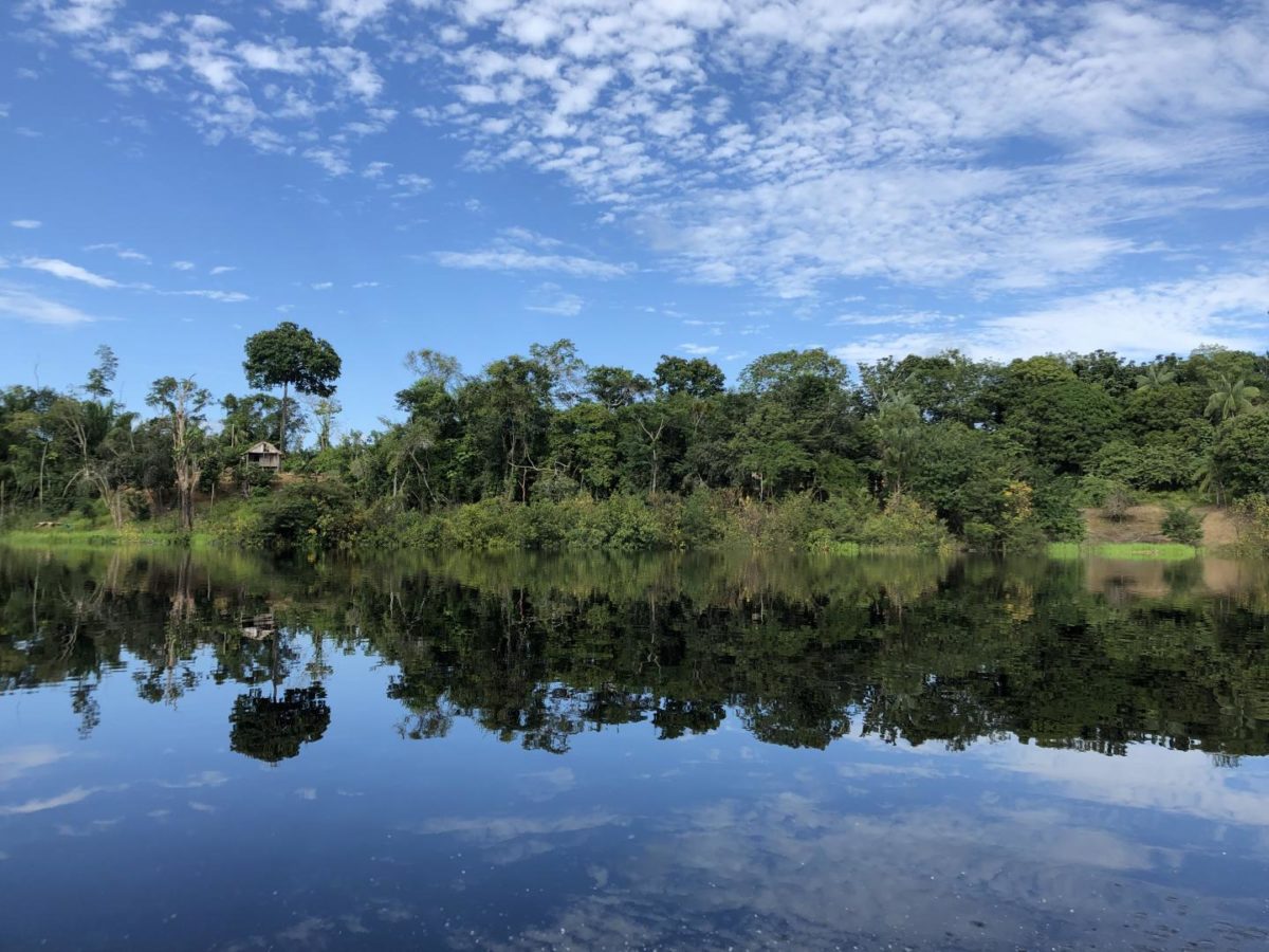 Settlement near useful plants on the banks of the Jaú River, Amazonas, Brazil. Credit: Victor L. Caetano Andrade