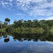 Tropical trees are living time capsules of human history