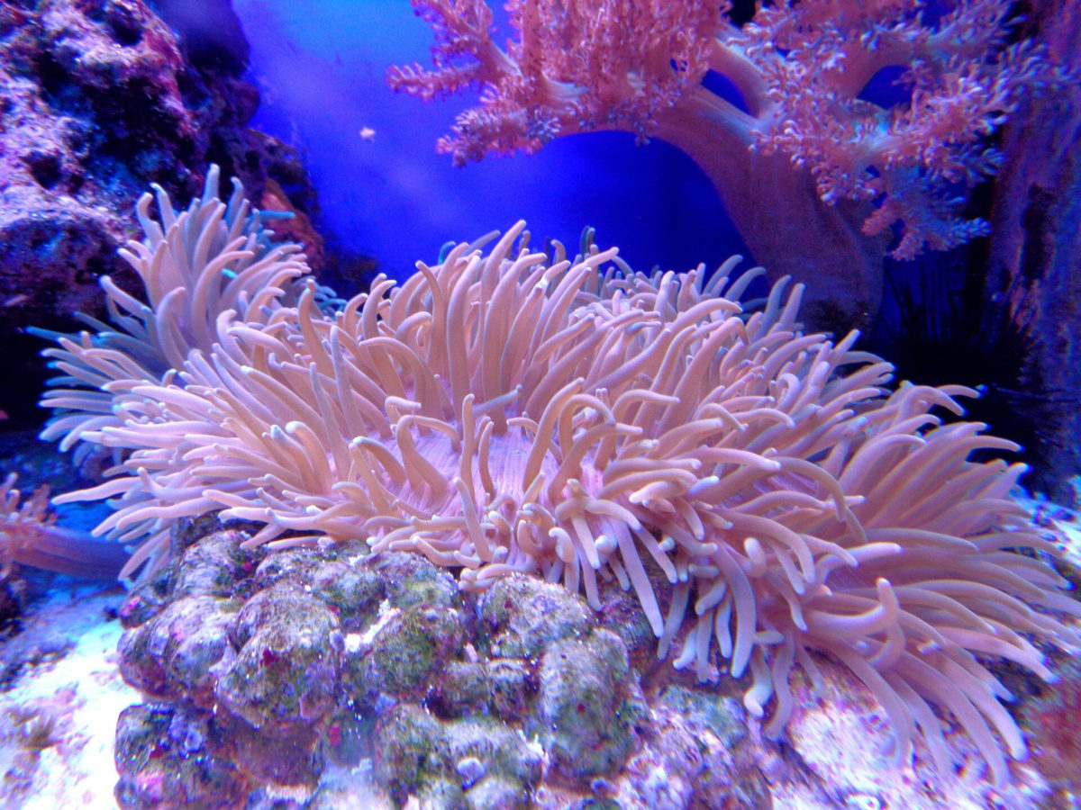 Long-standing human stressors including agricultural run-off and overfishing and more recent ocean warming from climate change have all contributed to large-scale coral reef die-offs. Credit: CC0 Public Domain