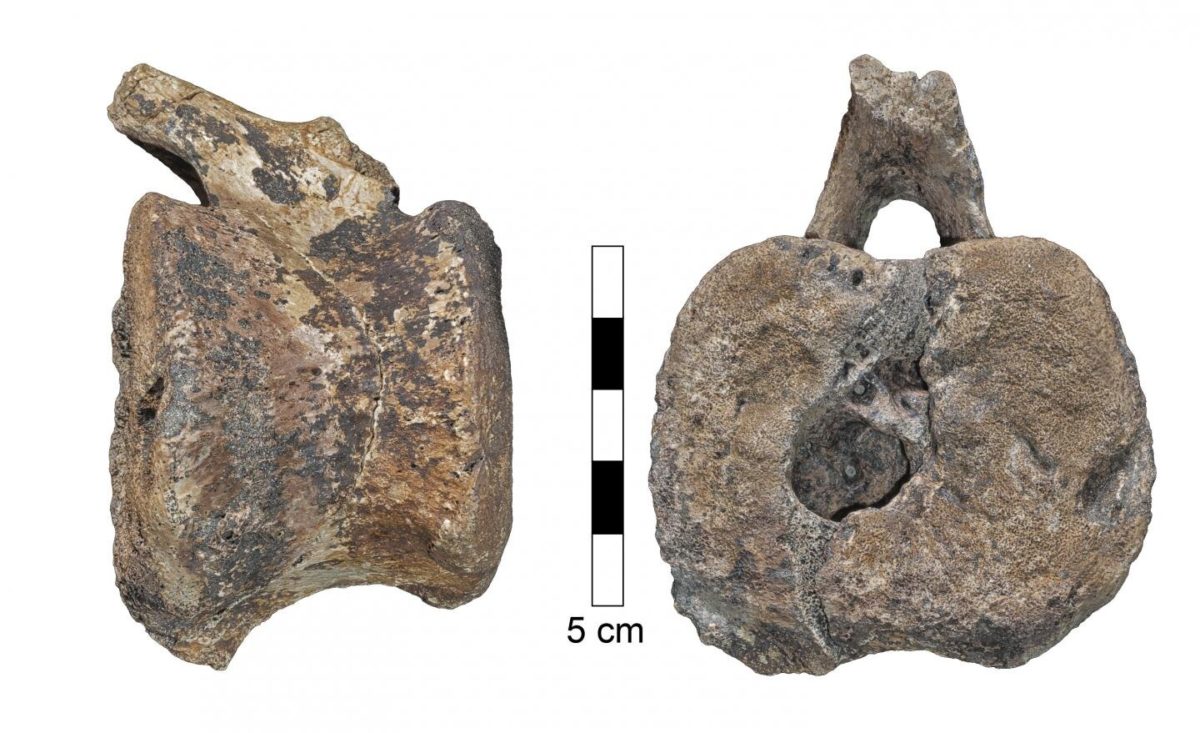 Photograph of the larger hadrosaur vertebra in lateral view (left) and caudal view (right). The space that contained the overgrowth opens to the caudal surface of the vertebra. Credit : Assaf Ehrenreich, Sackler Faculty of Medicine, Tel Aviv University