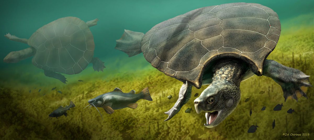 Reconstruction of the giant turtle Stupendemys geographicus: male (front) and female individual (left) swimming in freshwater. (Artwork: Jaime Chirinos).