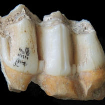 Reconstructing the diet of fossil vertebrates
