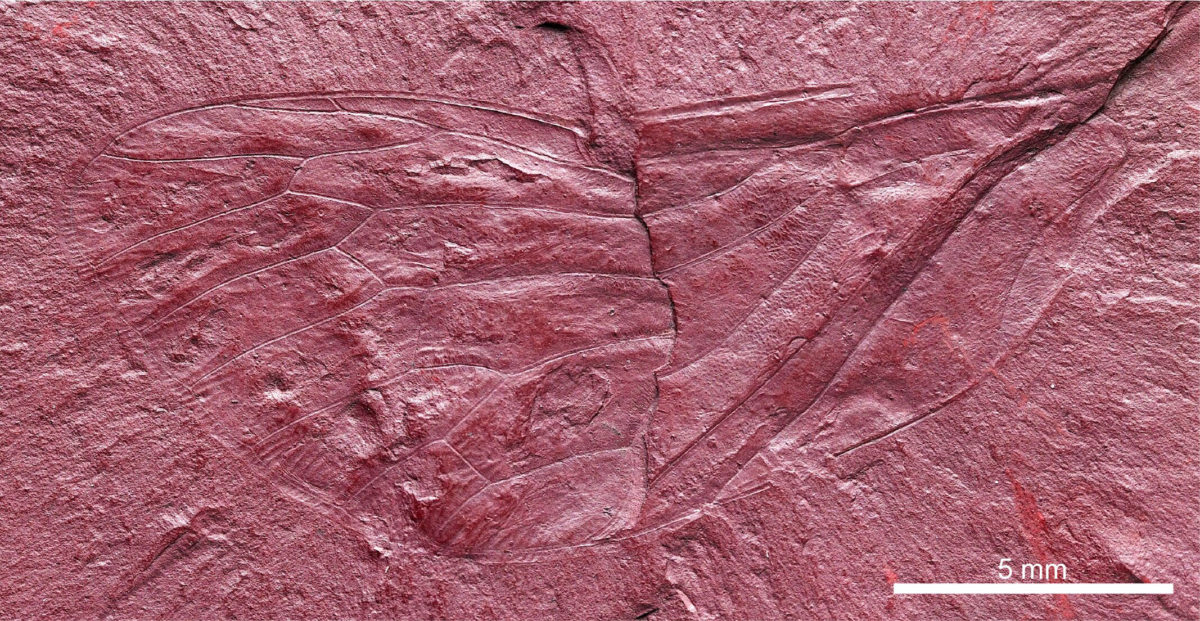 Maculaferrum blaisi, described in a study published in Acta Palaeontologica Polonica, is the first hemipteran insect (true bug) to be discovered at the Redmond Formation, a fossil site from the Cretaceous period near Schefferville, Labrador. Credit: Alexandre V. Demers-Potvin