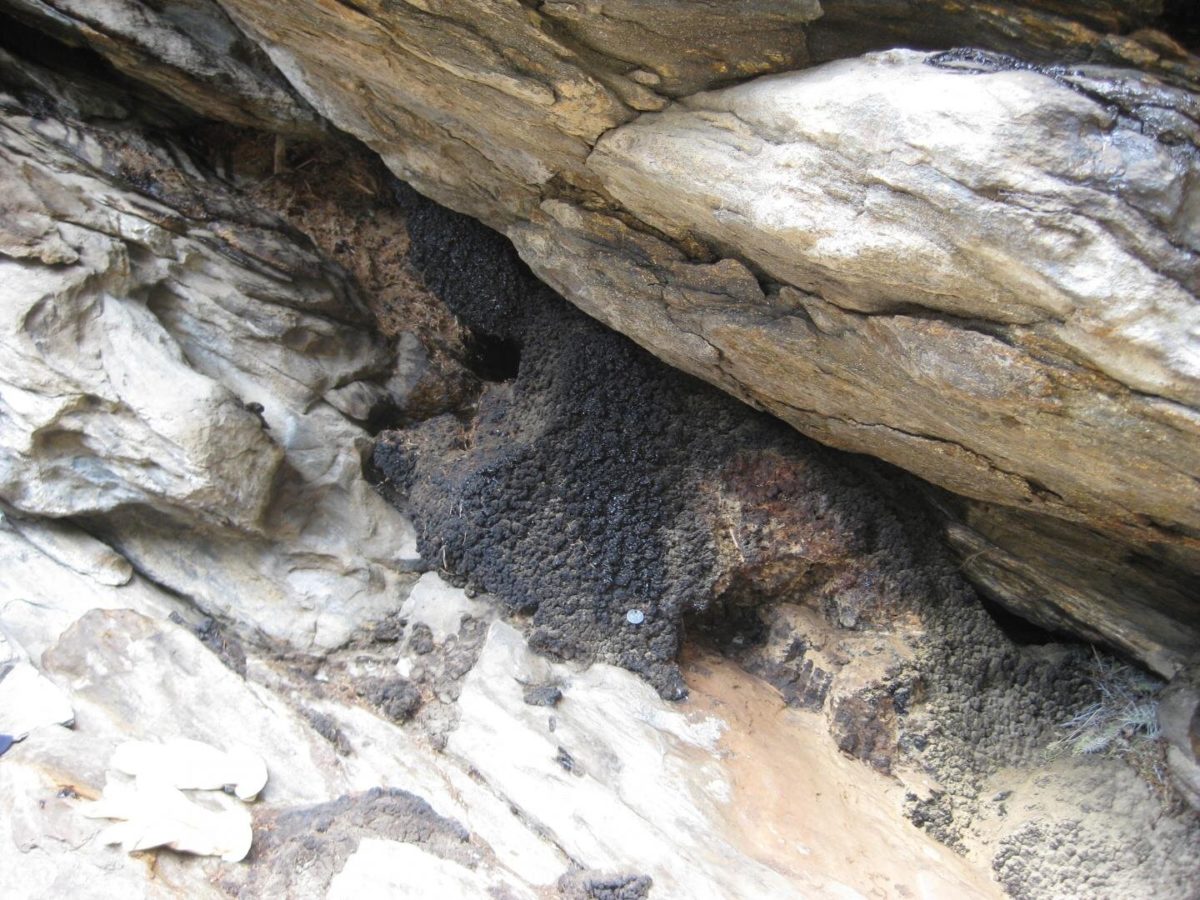 A Pleistocene-age packrat midden from the City of Rocks National Reserve, south-central Idaho. Credit: Julio Betancourt