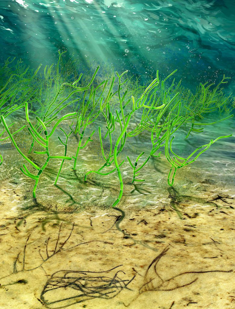 In the background of this digital recreation, ancient microscopic green seaweed is seen living in the ocean 1 billion years ago. In the foreground is the same seaweed in the process of being fossilized far later. Image by Dinghua Yang.