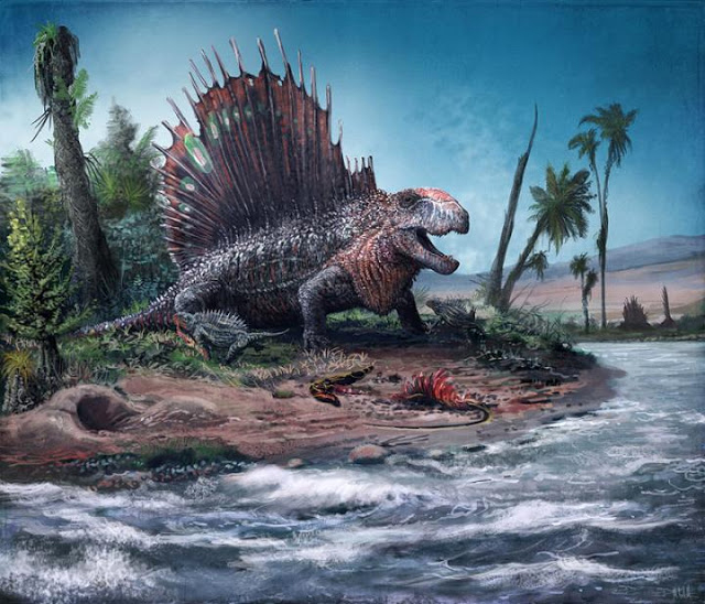 Illustration of Dimetrodon, pelycosaur synapsid, showing the elaborate backbone sail. This study shows that despite
their bizarre sails, it is likely that their vertebral movements were relatively uniform along their back, more
similar to living lizards or salamanders than to mammals. Credit: Copyright 2019 Mark Witton.