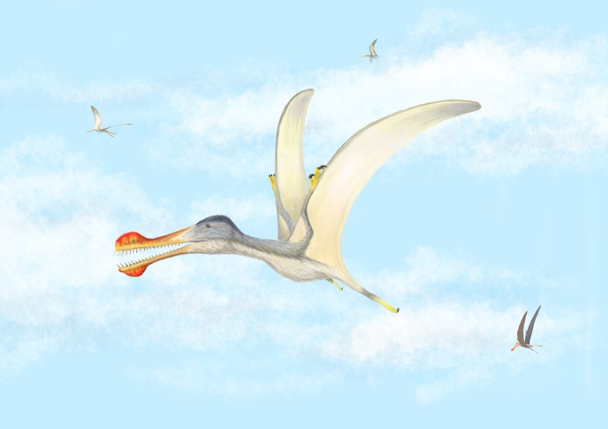 Anhanguera soaring the skies over the Kem Kem with Coloborhynchus and Ornithocheirus . Credit: Megan Jacobs
