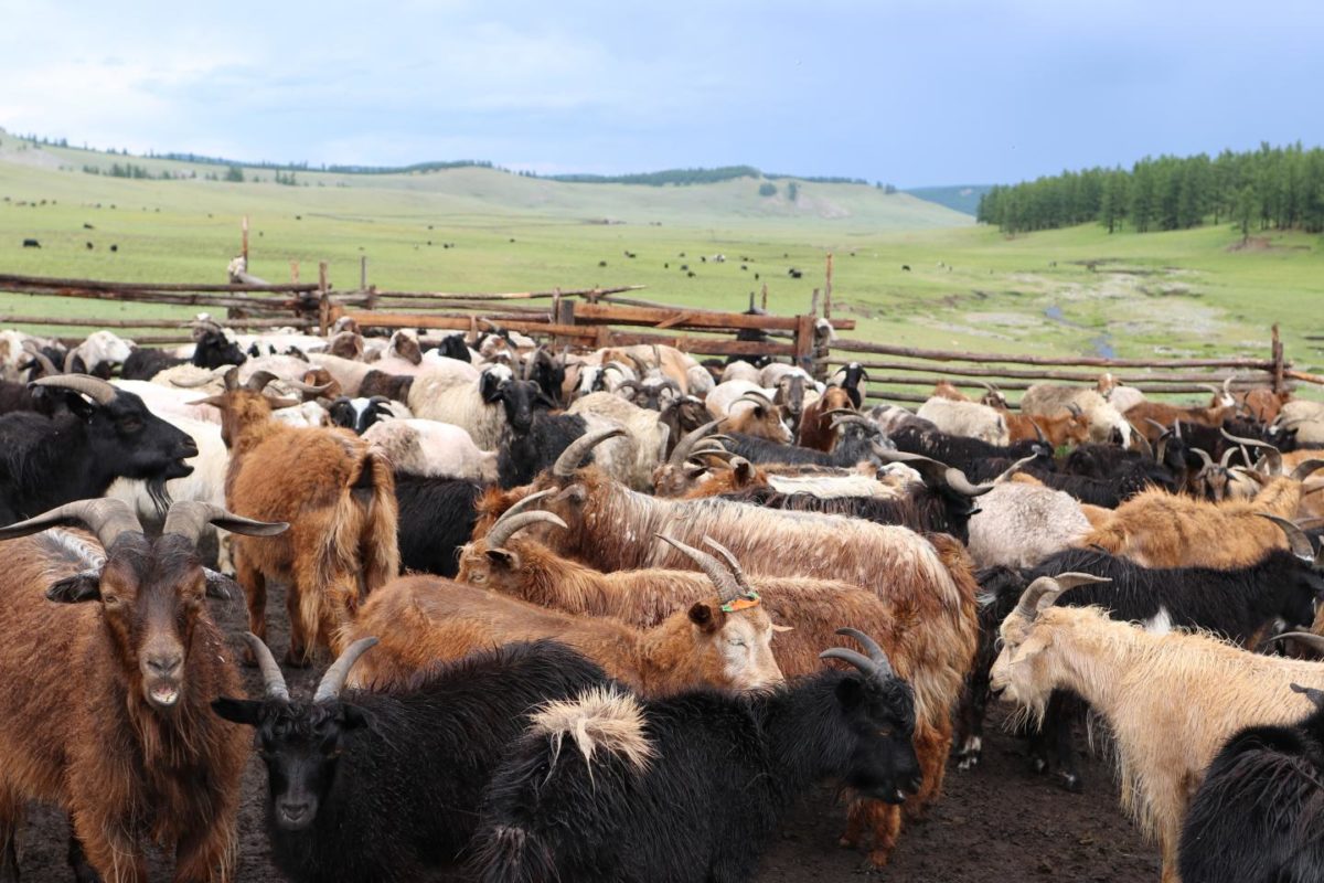 Sheep and goat herds in Mongolia. Credit: Björn Reichhardt