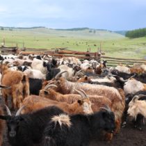 Milk proteins point to the importance of dairying in eastern Eurasia