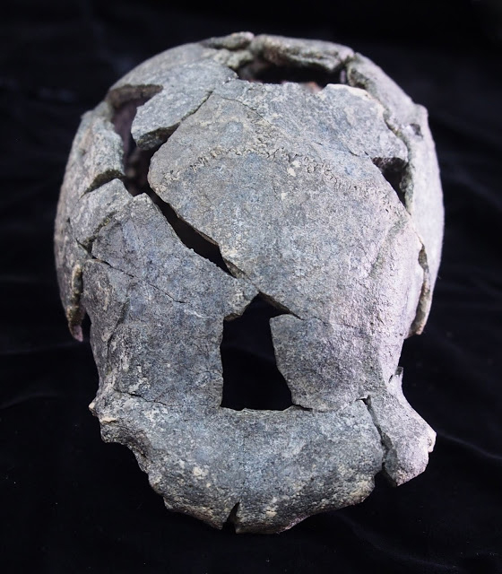 The DAN5 cranium, top/frontview. Credit: Dr. Michael J. Rogers,
Southern Connecticut State University.