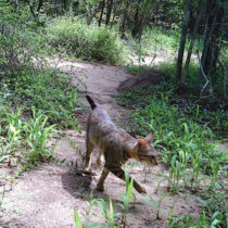 Unraveling the puzzle of Madagascar’s forest cats