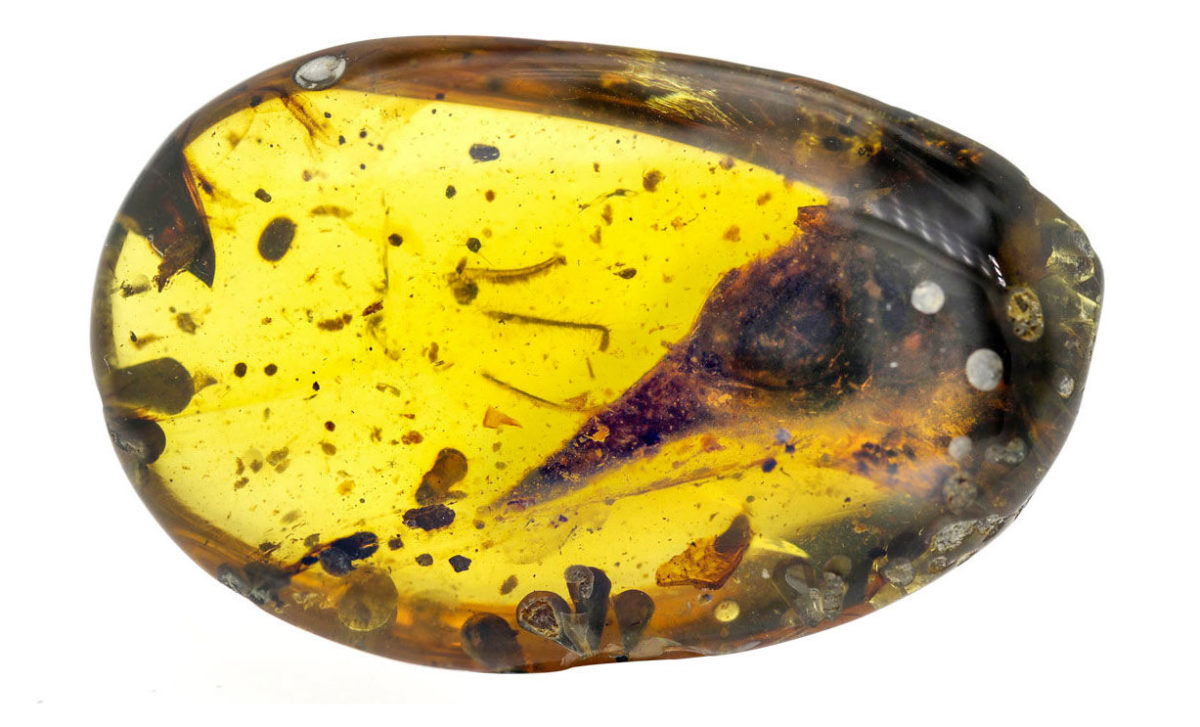 Photograph of the amber piece with skull ventrolaterally exposed. Credit:  Lida Xing/China University of Geosciences