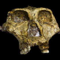 Research identifies regular climbing behavior in a human ancestor