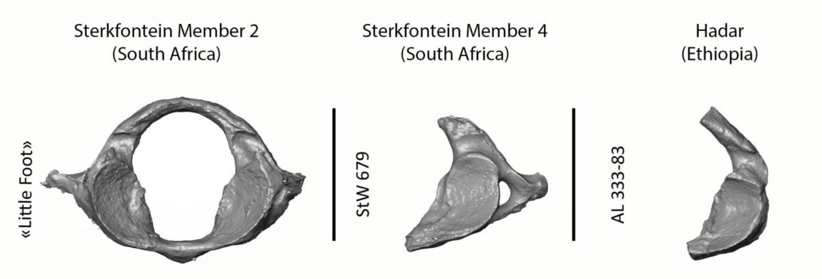 Comparison of the nearly intact first cervical vertebra of 'Little Foot' and two other Australopithecus from Sterkfontein in South Africa and from Hadar in Ethiopia showing how complete 'Little Foot' is as compared to the rest of the fossil record. Credit: Amélie Beaudet/Wits University