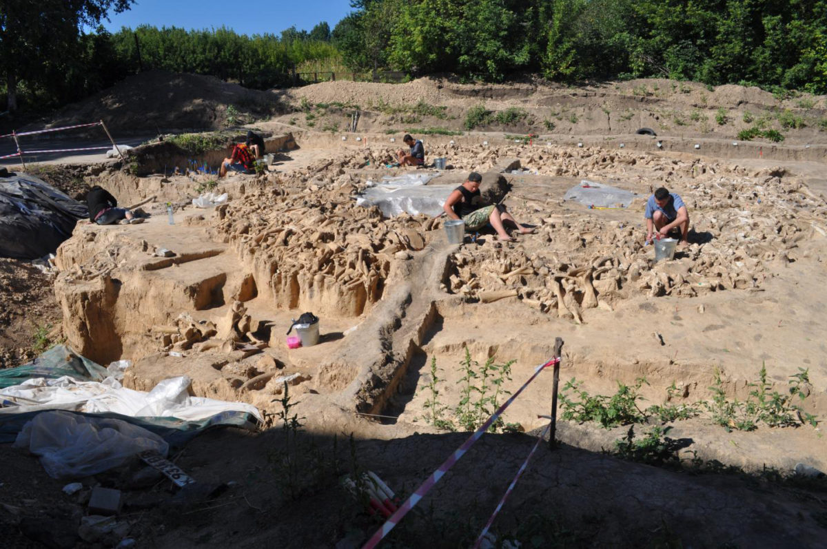 The majority of the bones found at the site investigated, in the Russian Plains, are from mammoths. A total of 51 lower jaws and 64 individual mammoth skulls were used to construct the walls of the 30ft by 30ft structure and scattered across its interior. Credit: Alex Pryor