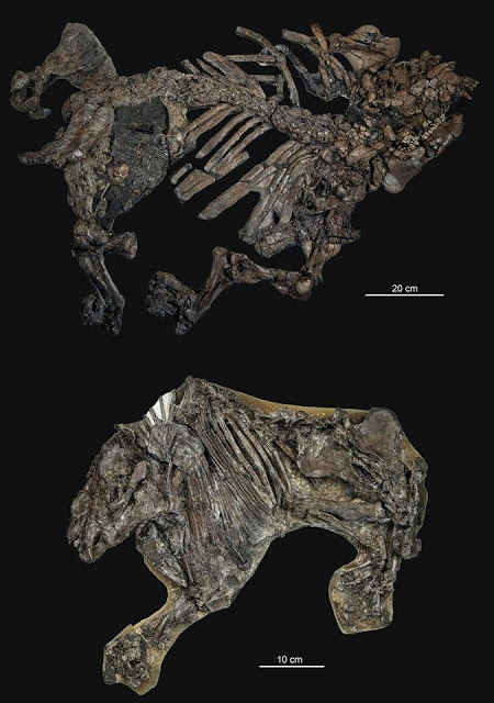 Exceptionally-well fossilized skeletons of the ancient tapir Lophiodon (top) and the ancestral horse Propalaeotherium (bottom) from the middle Eocene Geiseltal
 locality (Germany, Saxony-Anhalt) [Credit: Oliver Wings/MLU]