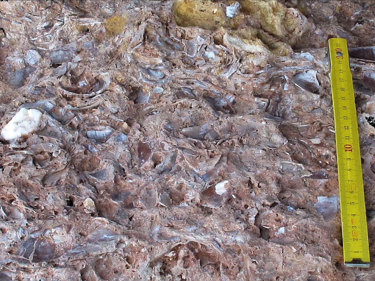 Horizontal exposure of a mussel shell bed.
Credit: João Zilhão