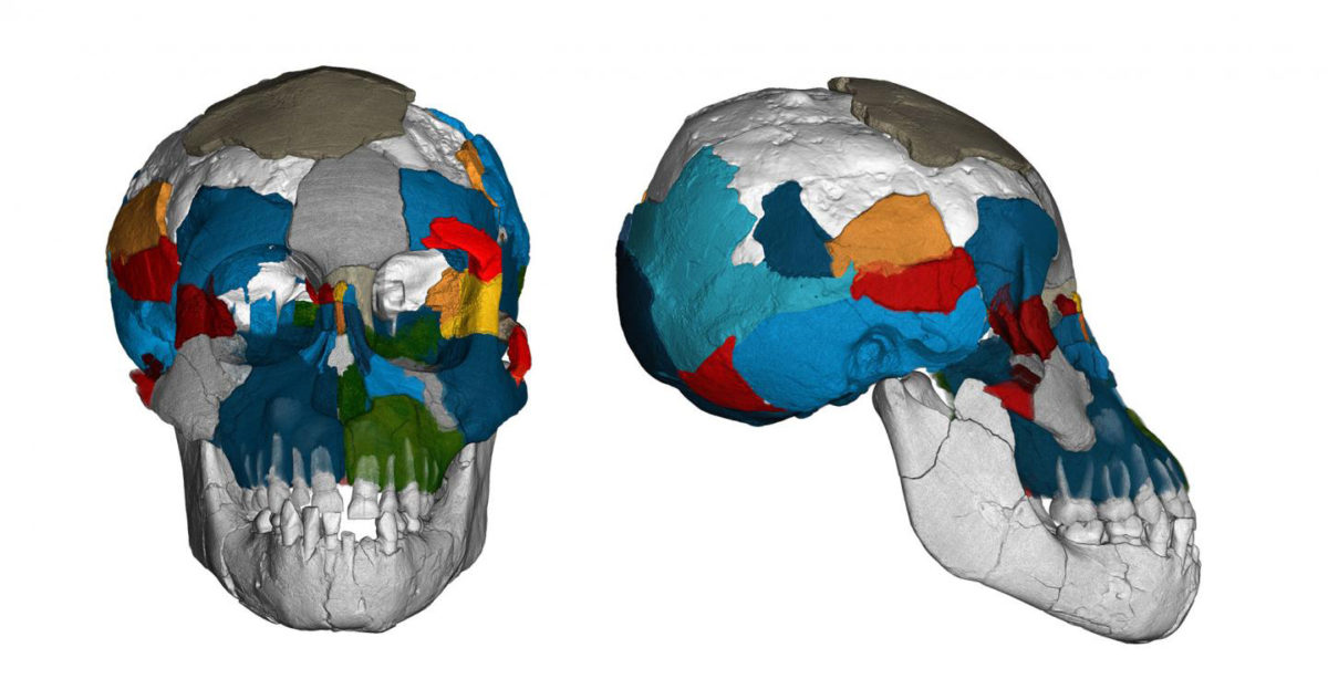 Brain imprints in fossil skulls of the species Australopithecus afarensis (famous for 