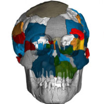 Lucy had an ape-like brain