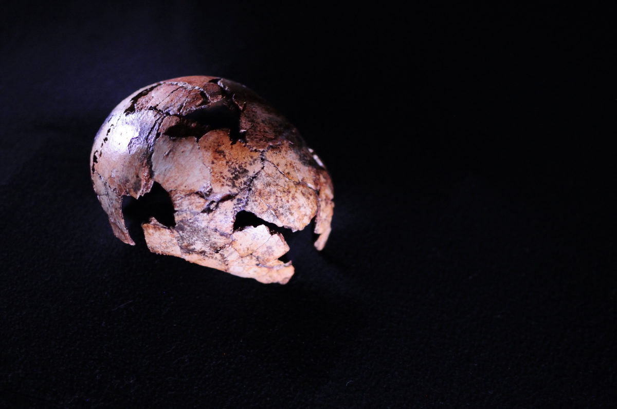 A Homo erectus skullcap found northwest of Johannesburg in South Africa has been identified as the oldest to date, in research published in Science. The hominin is a direct ancestor of modern humans, experienced a changing climate, and moved out of Africa into other continents. The discovery of DNH 134 pushes the possible origin of Homo erectus back between 150,000 and 200,000 years. Credit: Therese van Wyk, University of Johannesburg.