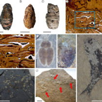 Lacustrine ecosystems needed 10 million years to recover after EPME